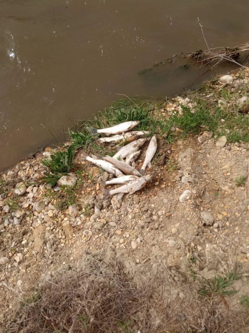 На Ставрополье устанавливают виновника массовой гибели рыбы в реке Кума